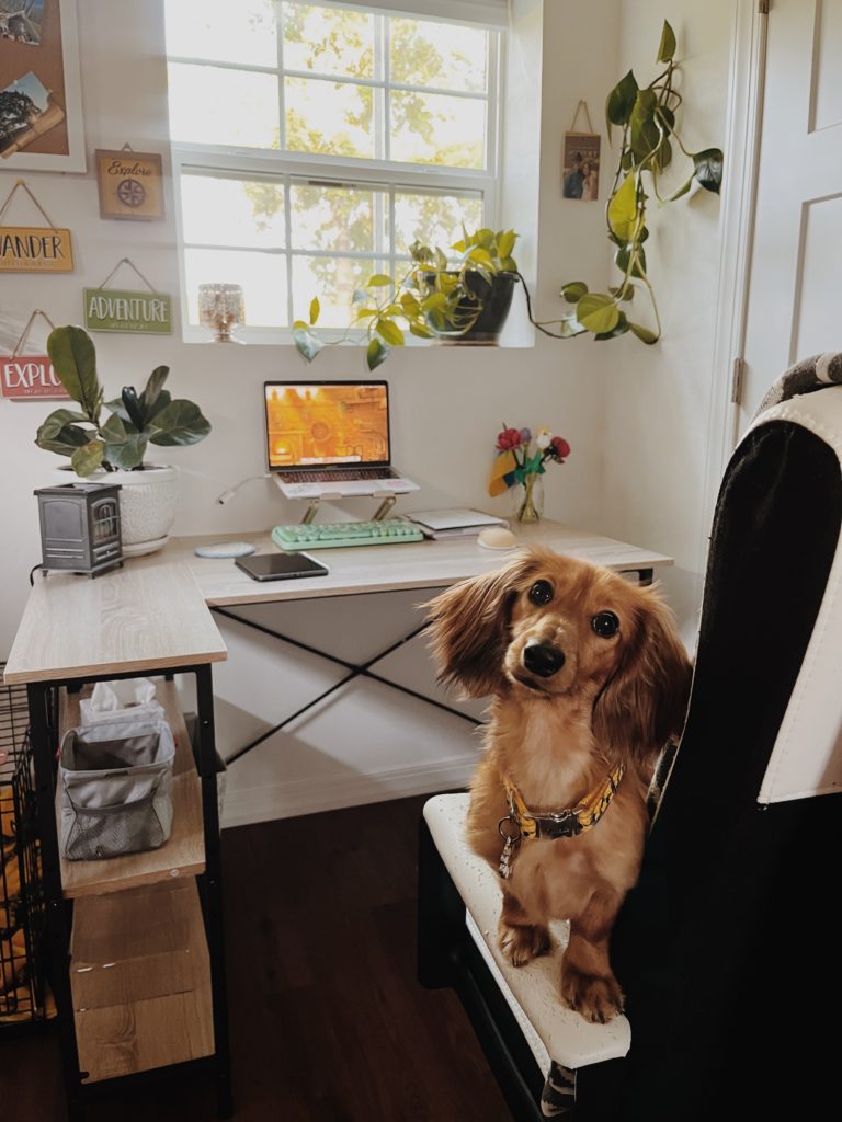 cute dog sitting in office chair