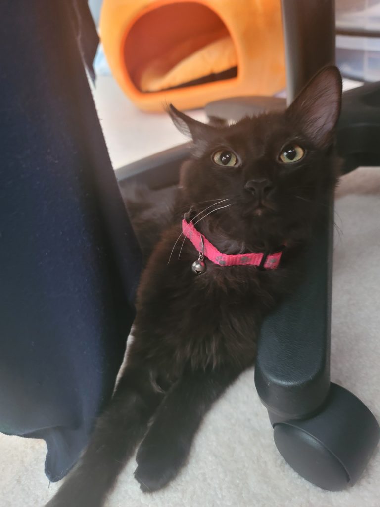 black cat awkwardly squeezed between desk chair and table leg