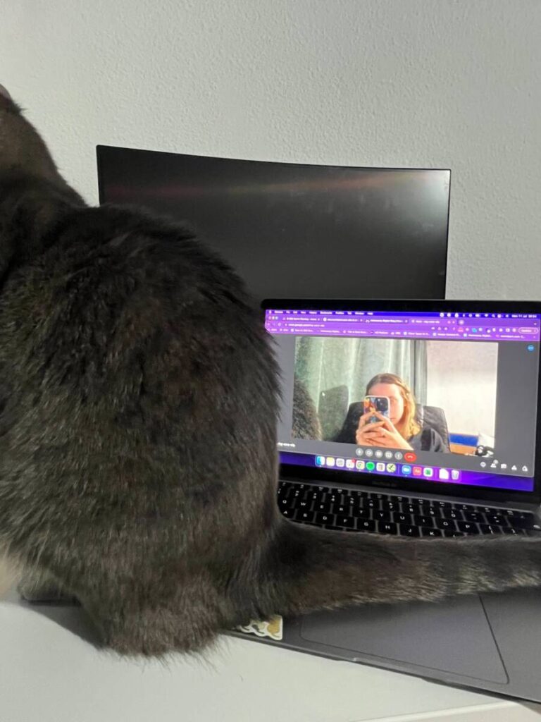 gray cat sits in front of computer screen